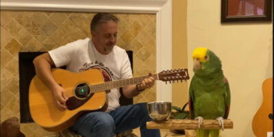 After Man Starts Strumming A Few Chords On His Guitar, 18-Year-Old Parrot Amazingly Sings A Song Known By Millions
