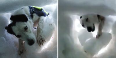Man Buried In Snow Films Mountain Rescue Dog Saving Him During Training Session, And It’s Adorable