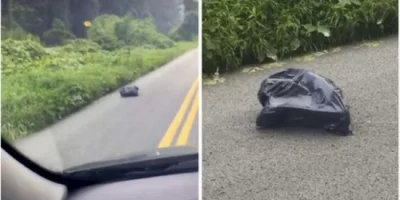 The Reason Why the Trash Bag on the Road Was Moving Shocked the Driver