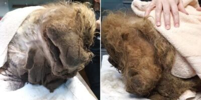 Family Calls For Help After ‘Unrecognizable’ Animal Covered In Piles Of Fur Is Spotted Walking On Their Yard