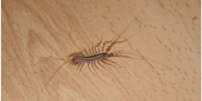 Reasons Not To Kill A House Centipede If You Find One Inside Your House