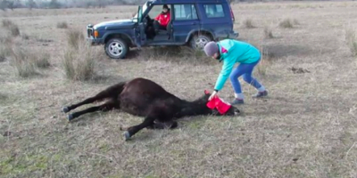 Animal hero frees chained horse then receives thank you of a lifetime