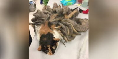 Animal found by police has worst case of…