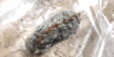 When sitting on a bench, they noticed a strange little creature completely covered in fur