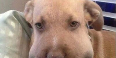 After closer inspection of this dog’s face the vet realized how serious it was