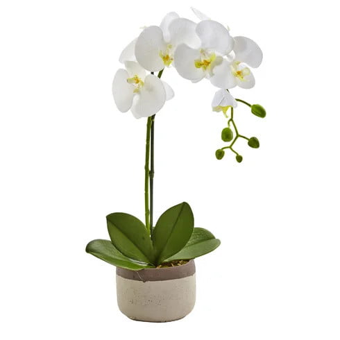 Click for more info about Phalaenopsis Orchid Floral Arrangements in Pot