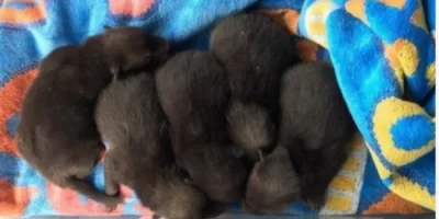 When she lifted up the old mattress to clean the garden, she discovered five puppies.