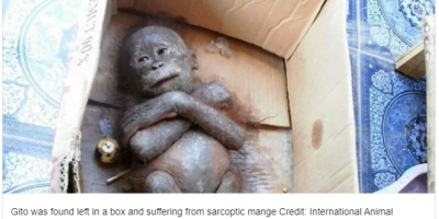 Newborn orangutan found mummified inside a cardboard box shows incredible transformation