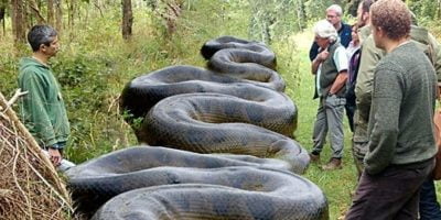 Such A Beast! A Hiker In South Carolina Came Upon A Large Snake Along A Brook