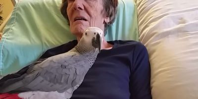 Dying woman says final goodbye to her parrot: The bird’s instant reaction leaves us in tears