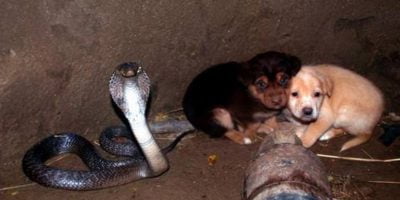 Two puppies fall into pit with a cobra – 48 hours later animal heroes are shocked