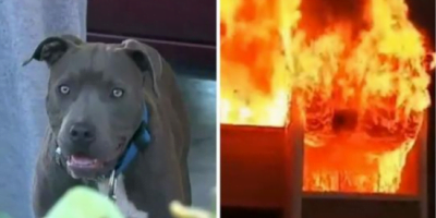 Family house burns to ground with baby inside when mom sees pit bull dragging baby out by her diaper