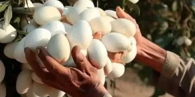 After spotting white eggs hanging from a tree, she was amazed when she found out what they really were